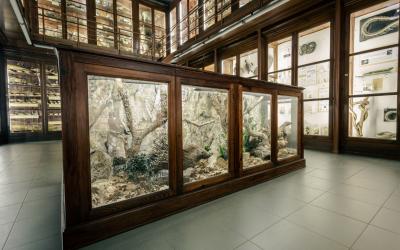 Museo di zoologia “Pietro Doderlein” | CoopCulture